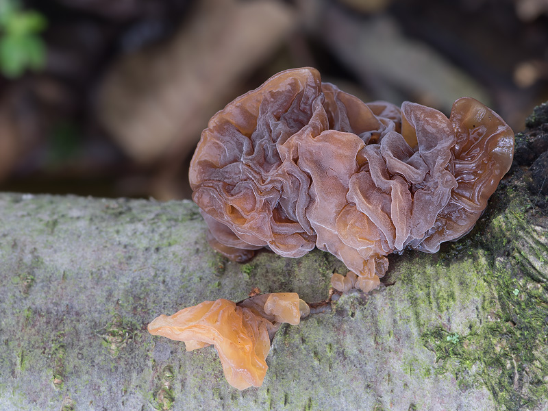 Phaeotremella frondosa